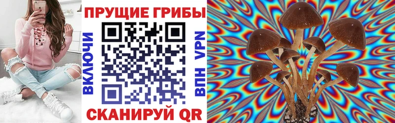 Псилоцибиновые грибы Psilocybe  Куса 